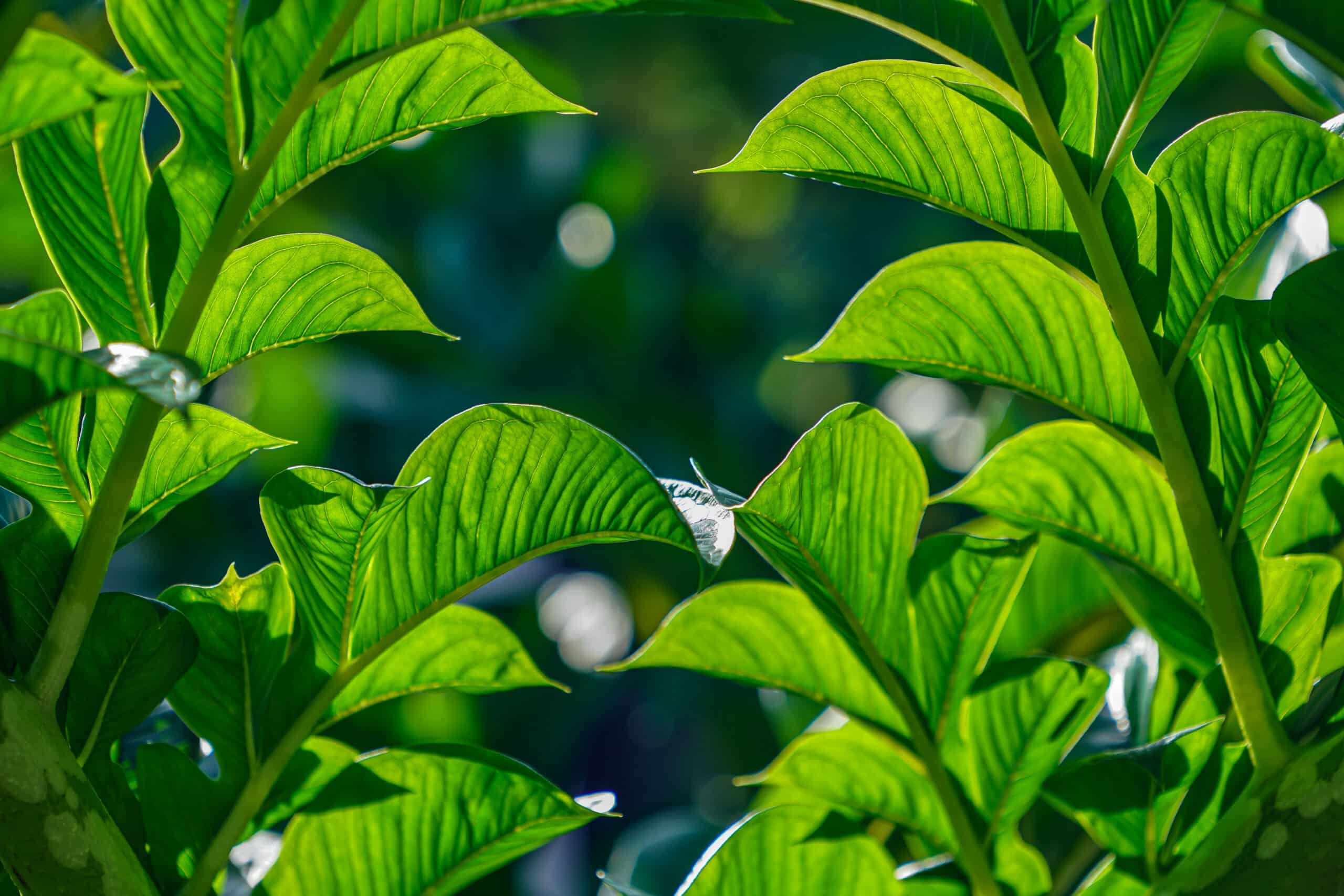 konjac absorbe l'eau et augmente la satiété, idéal pour perdre du poids